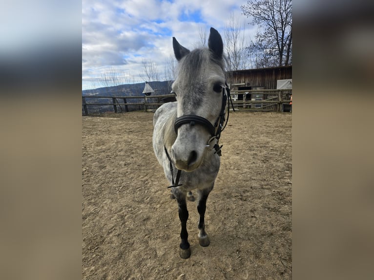 Classic Pony Mix Klacz 7 lat 130 cm Siwa jabłkowita in Pöllauberg