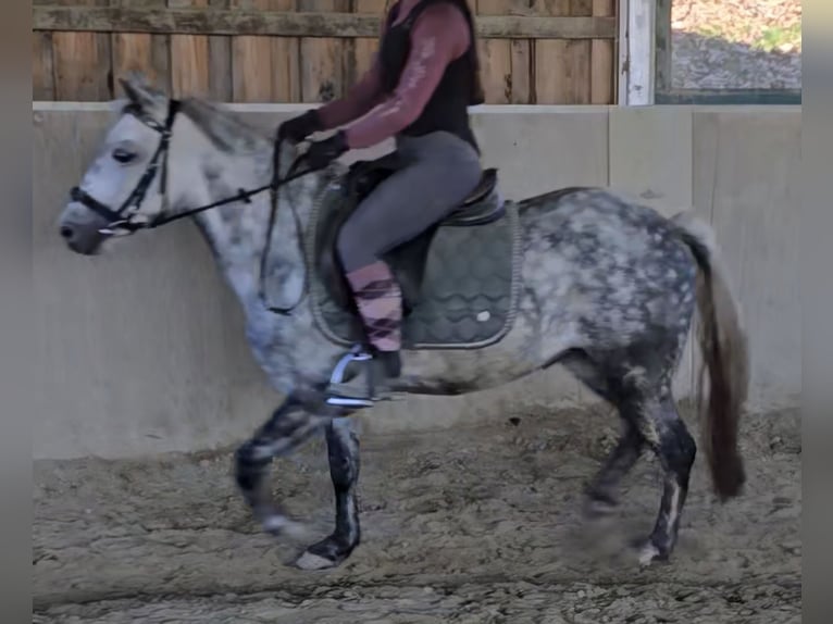 Classic Pony Mix Klacz 7 lat 130 cm Siwa jabłkowita in Pöllauberg