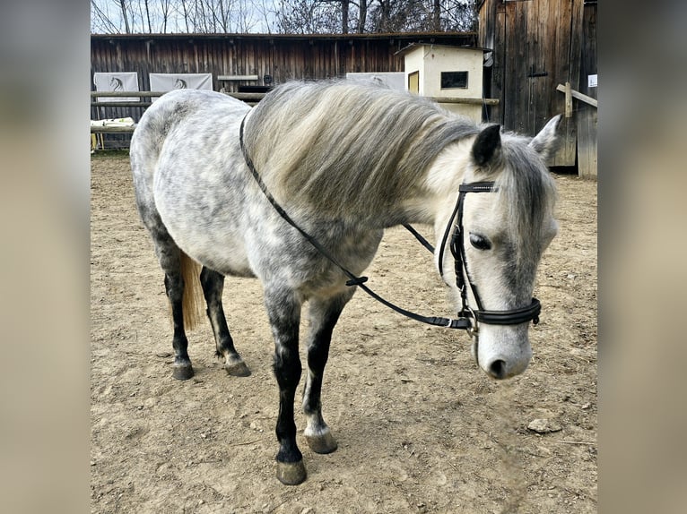 Classic Pony Mix Klacz 7 lat 130 cm Siwa jabłkowita in Pöllauberg