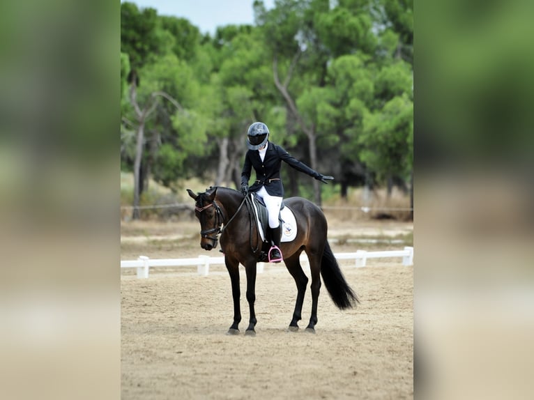 Classic Pony Mix Klacz 7 lat 141 cm Ciemnogniada in Villaviciosa De Odon