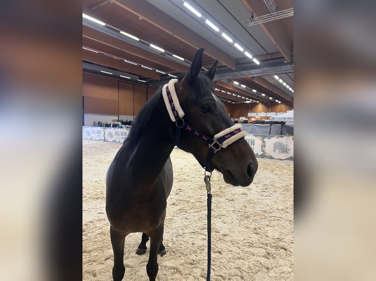 Classic Pony Klacz 7 lat 147 cm Gniada in Uttendorf