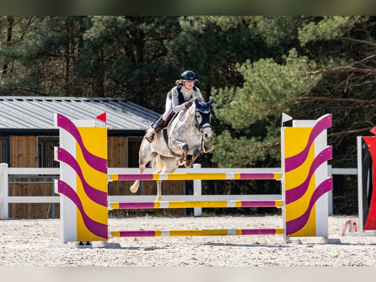 Classic Pony Klacz 7 lat 148 cm Siwa in Myślenice