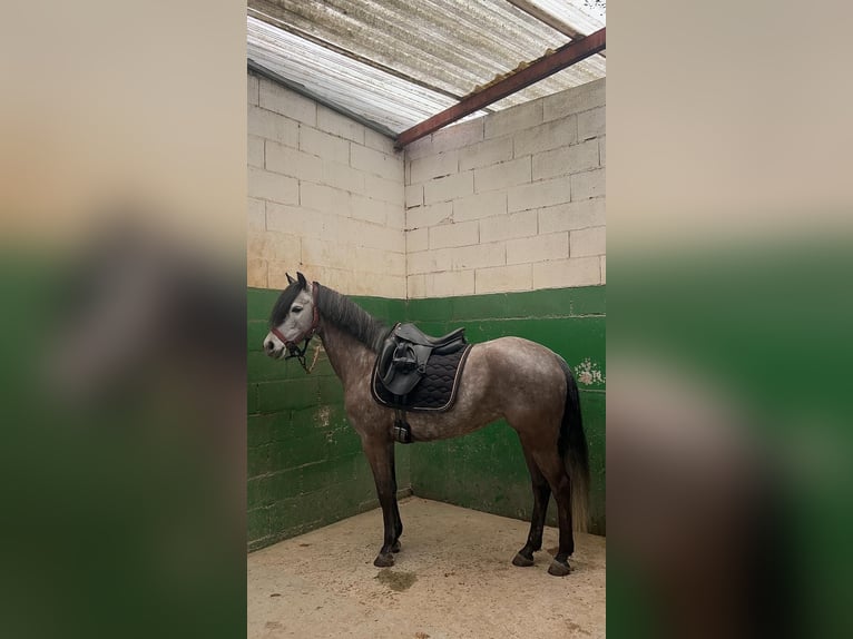 Classic Pony Klacz 8 lat 135 cm Siwa jabłkowita in Silleda (Casco Urbano)