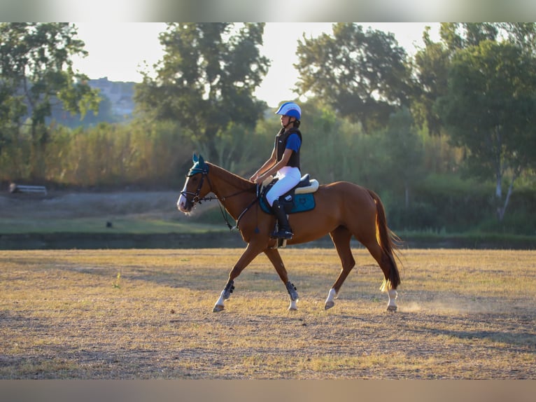 Classic Pony Klacz 8 lat 147 cm Kasztanowata in Chieti
