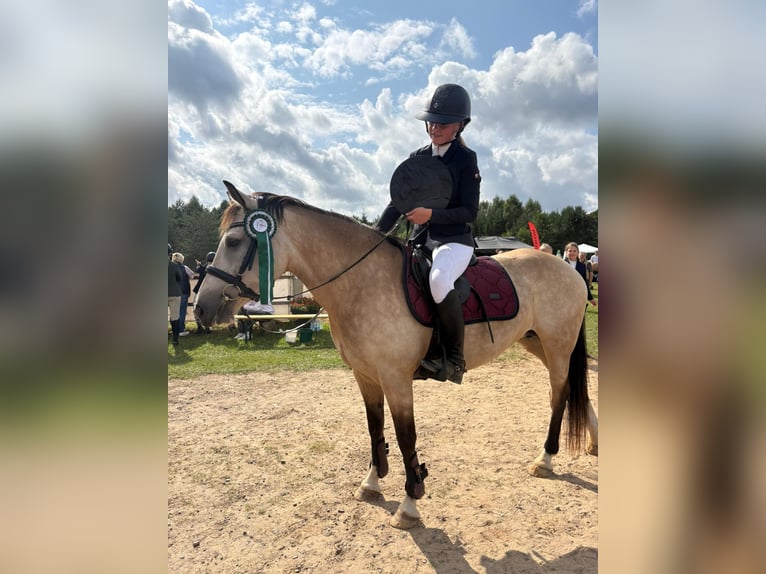 Classic Pony Klacz 9 lat 146 cm Jelenia in Pi&#x146;&#x137;i, M&#x101;rupes novads