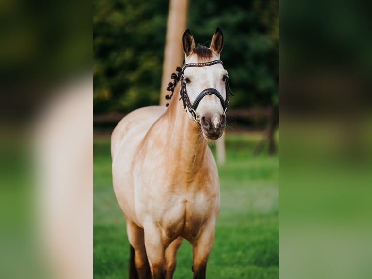 Classic Pony Klacz 9 lat 146 cm Jelenia in Pi&#x146;&#x137;i, M&#x101;rupes novads