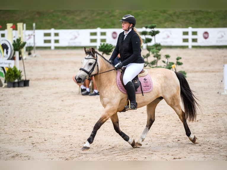 Classic Pony Klacz 9 lat 146 cm Jelenia in Pi&#x146;&#x137;i, M&#x101;rupes novads