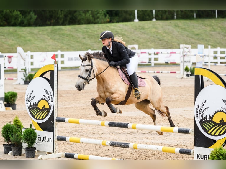 Classic Pony Klacz 9 lat 146 cm Jelenia in Pi&#x146;&#x137;i, M&#x101;rupes novads