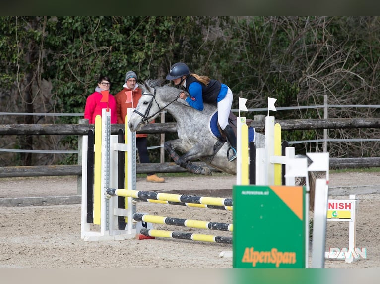 Classic Pony Klacz 9 lat 146 cm Siwa jabłkowita in Rosegg