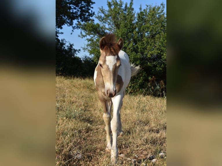 Classic Pony Mix Klacz Źrebak (03/2025) 140 cm Szampańska in Rompon
