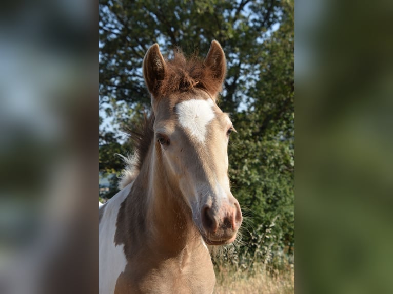 Classic Pony Mix Klacz Źrebak (03/2025) 140 cm Szampańska in Rompon