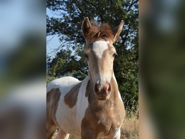Classic Pony Mix Klacz Źrebak (03/2025) 140 cm Szampańska in Rompon