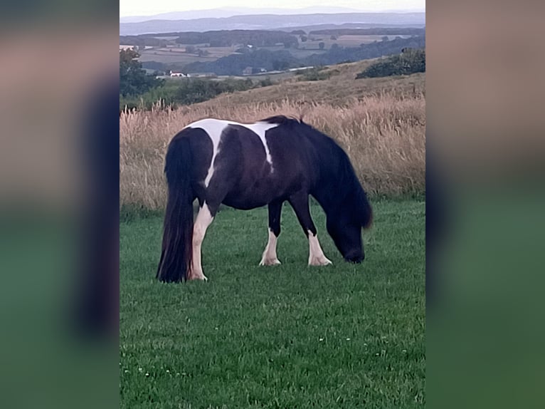 Classic Pony Mix Mare 10 years 10,1 hh White in Dettey