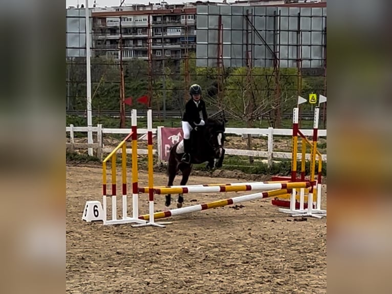 Classic Pony Mare 10 years 12 hh Brown in Alcorcon