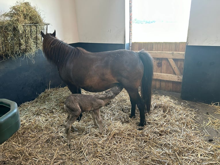 Classic Pony Mare 11 years 10,2 hh Smoky-Black in Steinau