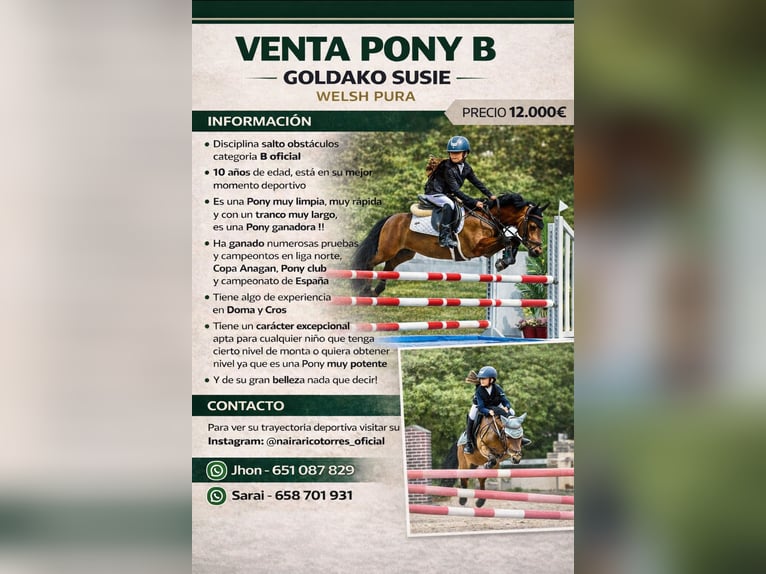 Classic Pony Mare 11 years 12.1 hh Bay-Dark in Villante