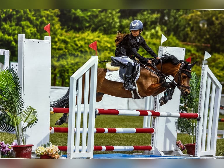 Classic Pony Mare 11 years 12.1 hh Bay-Dark in Villante