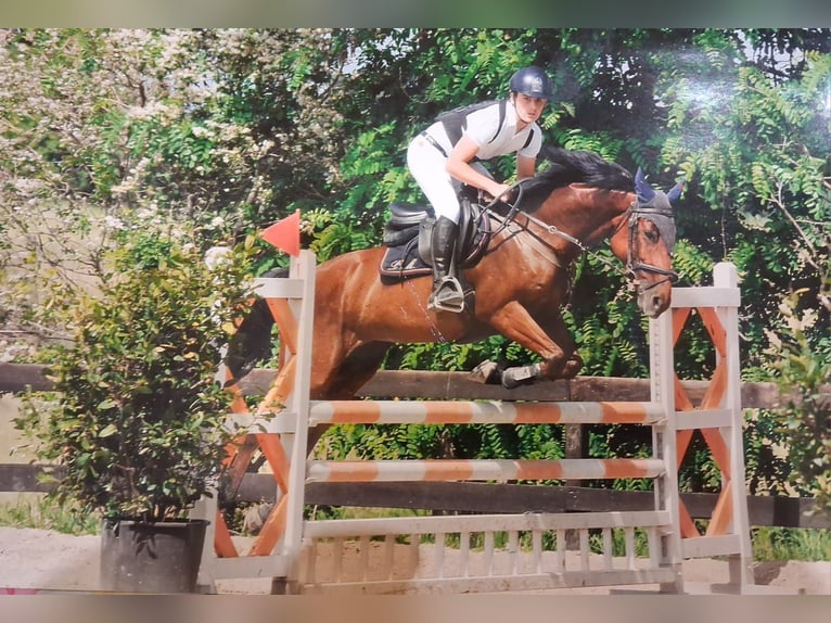 Classic Pony Mare 11 years 14,2 hh Brown in Roma