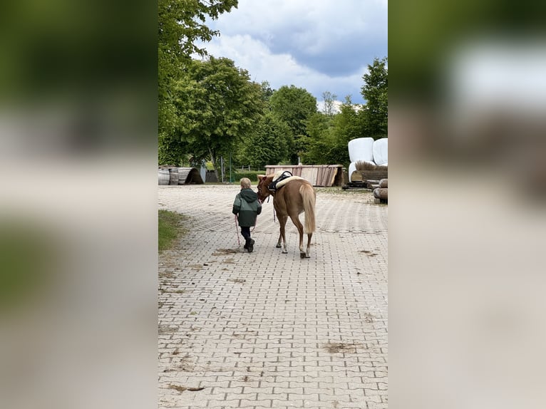 Classic Pony Mare 12 years 10.2 hh Chestnut-Red in Inzlingen