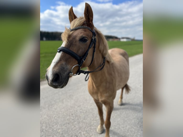 Classic Pony Mare 12 years 14.1 hh Brown-Light in Uttendorf