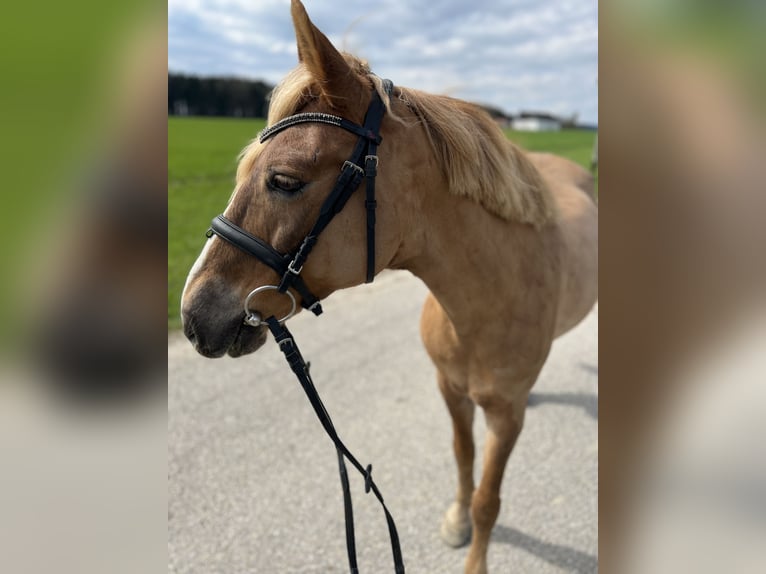 Classic Pony Mare 12 years 14,1 hh Brown-Light in Uttendorf