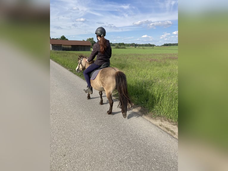 Classic Pony Mare 14 years 10,1 hh Dun in Pei&#xDF;enberg