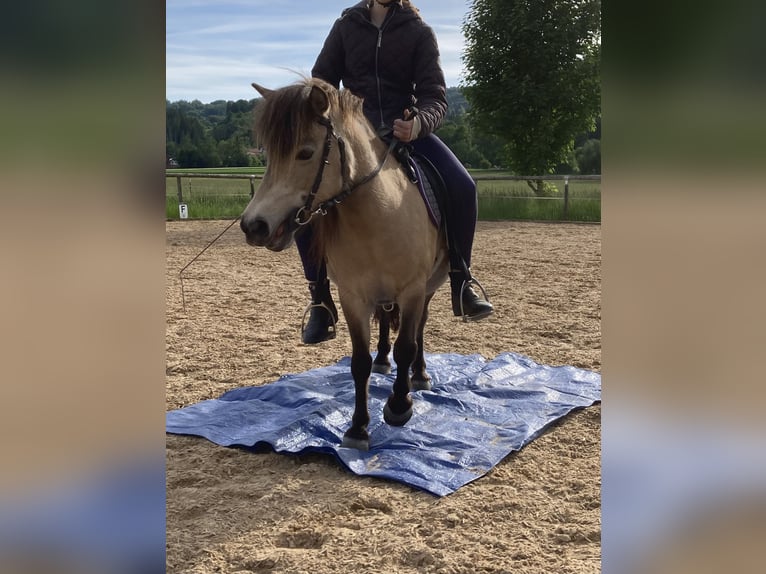 Classic Pony Mare 14 years 10,1 hh Dun in Pei&#xDF;enberg