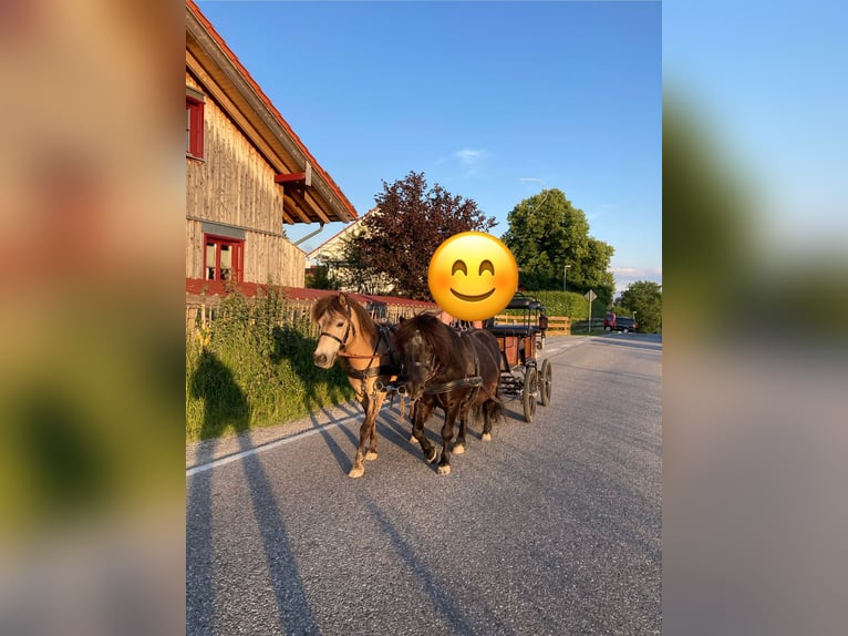 Classic Pony Mare 14 years 10,1 hh Dun in Pei&#xDF;enberg