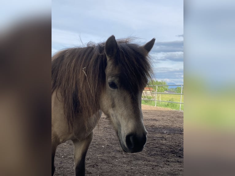 Classic Pony Mare 14 years 10,1 hh Dun in Pei&#xDF;enberg