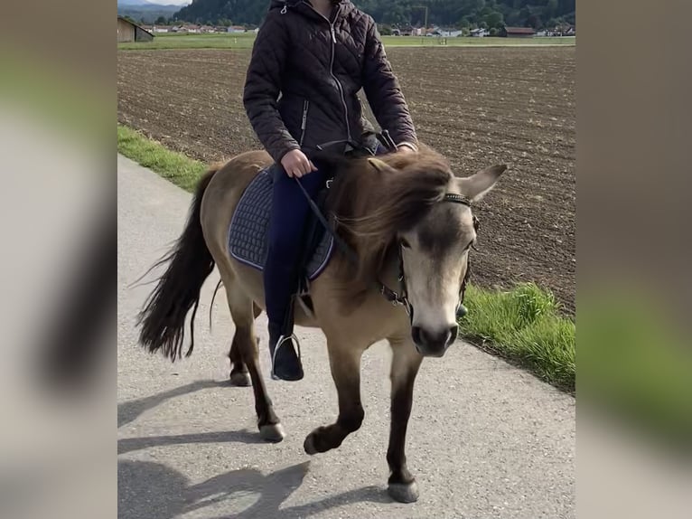 Classic Pony Mare 14 years 10,1 hh Dun in Pei&#xDF;enberg