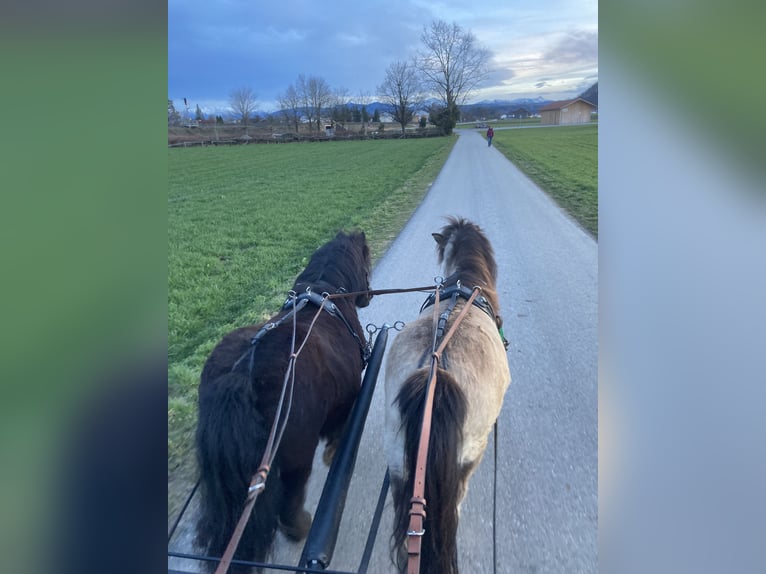 Classic Pony Mare 14 years 10,1 hh Dun in Pei&#xDF;enberg