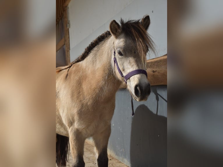 Classic Pony Mare 14 years 10,1 hh Dun in Pei&#xDF;enberg