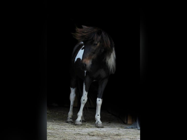 Classic Pony Mare 14 years 10,1 hh Pinto in Sipbachzell