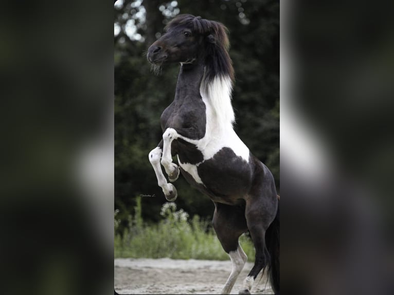 Classic Pony Mare 14 years 10,1 hh Pinto in Sipbachzell