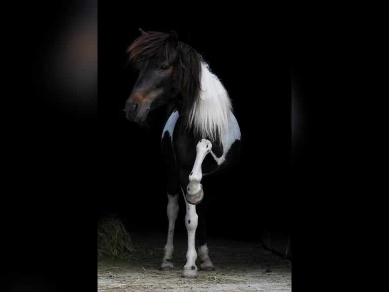 Classic Pony Mare 14 years 10,1 hh Pinto in Sipbachzell