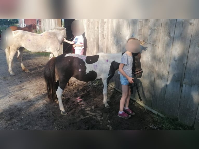 Classic Pony Mare 14 years 10,1 hh Pinto in Sipbachzell