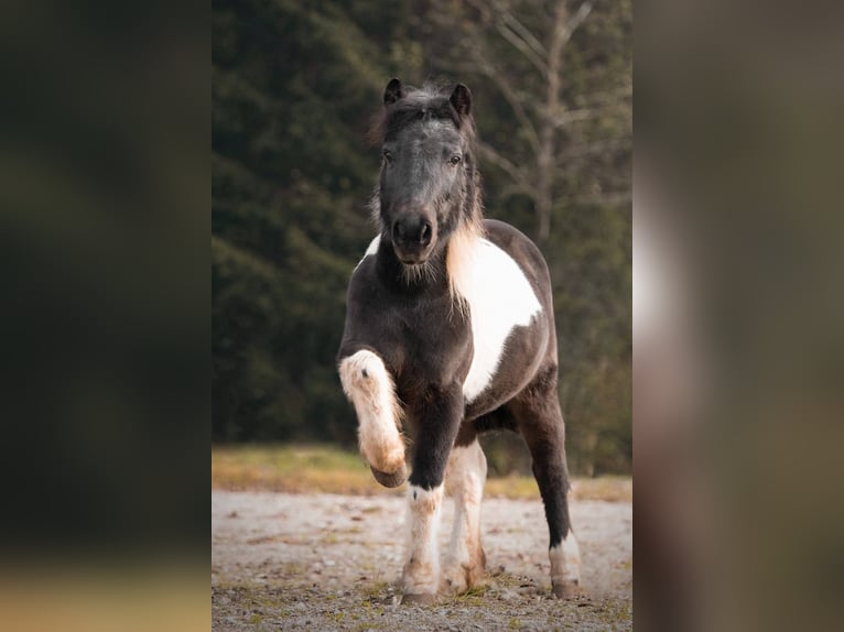 Classic Pony Mare 14 years 10,1 hh Pinto in Sipbachzell