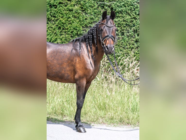 Classic Pony Mix Mare 14 years 12.1 hh Brown in Kaldenkirchen
