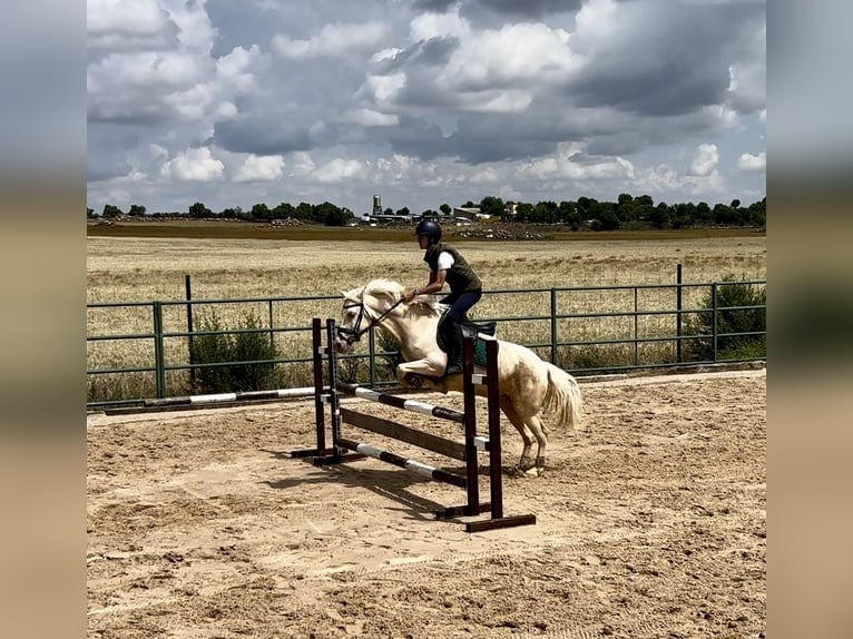 Classic Pony Mix Mare 14 years 13,2 hh Pearl in Campo RealCampo Real