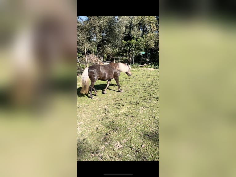 Classic Pony Mix Mare 15 years 12,1 hh Brown in Philippsburg