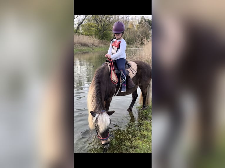 Classic Pony Mix Mare 15 years 12,1 hh Brown in Philippsburg