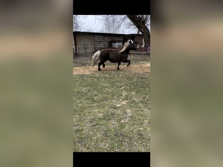 Classic Pony Mix Mare 15 years 12,1 hh Brown in Philippsburg