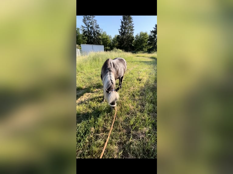 Classic Pony Mix Mare 15 years 12,1 hh Brown in Philippsburg