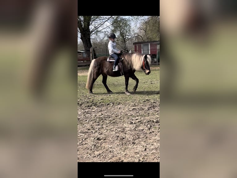 Classic Pony Mix Mare 15 years 12,1 hh Brown in Philippsburg