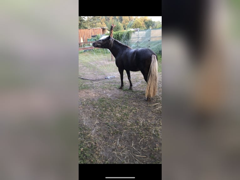 Classic Pony Mix Mare 15 years 12,1 hh Brown in Philippsburg