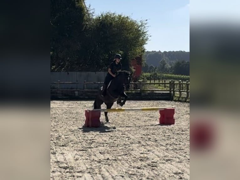 Classic Pony Mare 15 years 14,2 hh Black in Trier