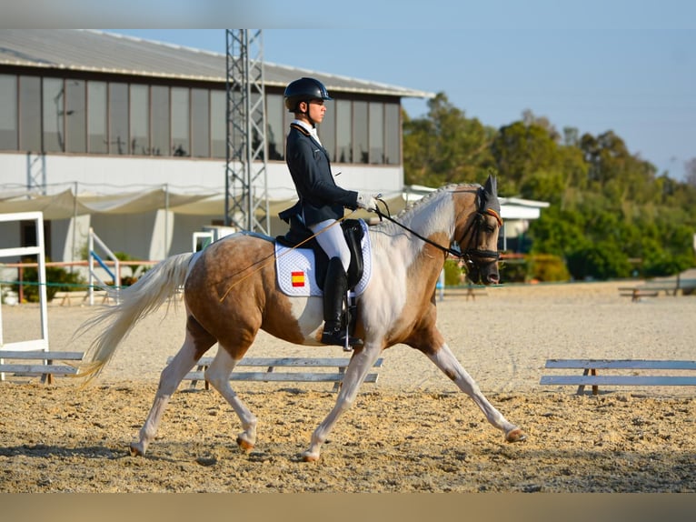 Classic Pony Mare 16 years 14,2 hh Palomino in San Enrique De Guadiaro