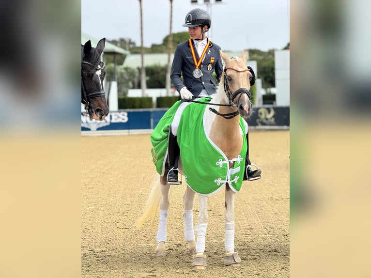 Classic Pony Mare 16 years 14,2 hh Palomino in San Enrique De Guadiaro