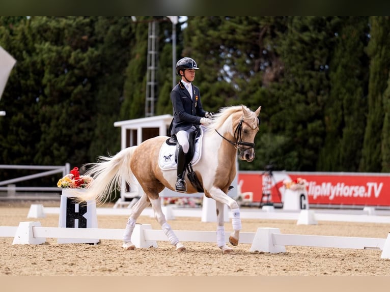 Classic Pony Mare 17 years 14,2 hh Palomino in San Enrique De Guadiaro
