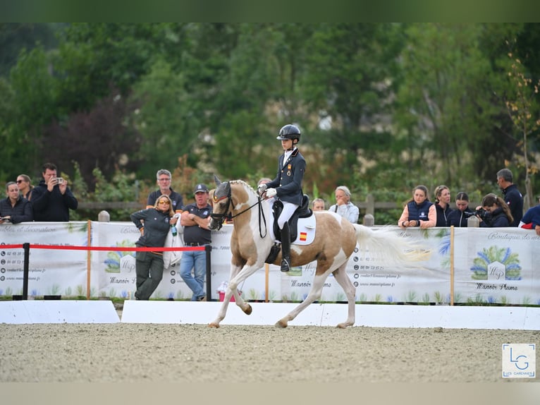 Classic Pony Mare 17 years 14,2 hh Palomino in San Enrique De Guadiaro